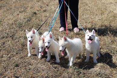 Siberian Husky con pedigree enci