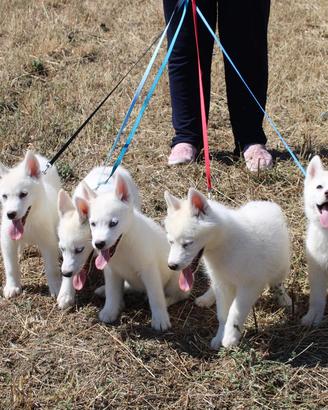Siberian Husky con pedigree enci