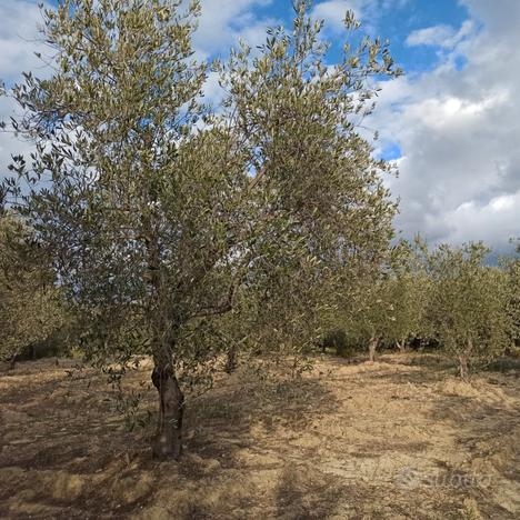 Terreno agricolo con oliveto