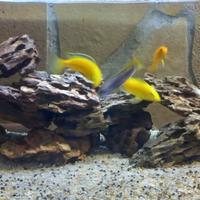 Acquario contatti su whats App