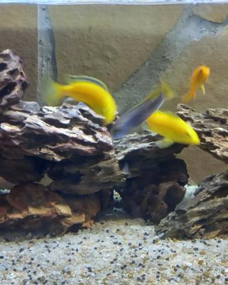 Acquario contatti su whats App