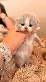 British shorthair lilac/ bicolor