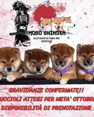 Cuccioli shiba inu selezionati
