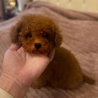 Mini toy femmina barboncino