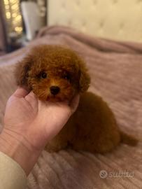 Mini toy femmina barboncino