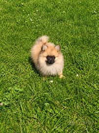 Pomerania
