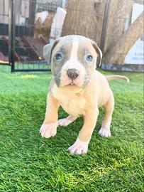 American pitbull terrier ukc