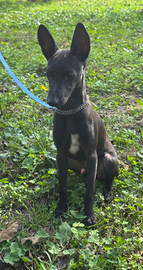 Piccolo levriero italiano