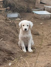 Meravigliosi cuccioli