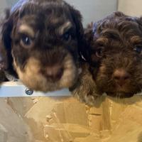 Cuccioli di Lagotto Romagnolo