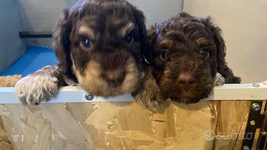 Cuccioli di Lagotto Romagnolo