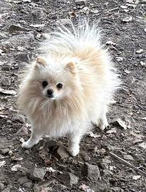 Spitz Pomerania