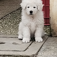 Pastore Maremmano Abruzzese