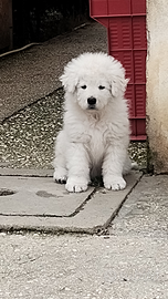Pastore Maremmano Abruzzese