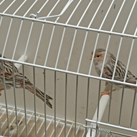 Agata topazio mosaico rosso