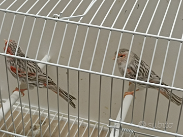 Agata topazio mosaico rosso