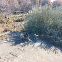 Cuccioli pastore del Caucaso