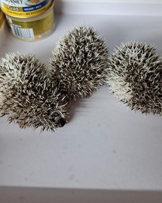 riccio africano albiventrix 