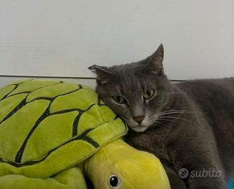 Gattina femmina. 
