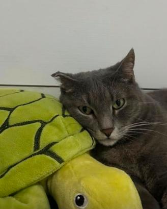 Gattina femmina. 