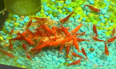 Neo Caridine super red orange eyes