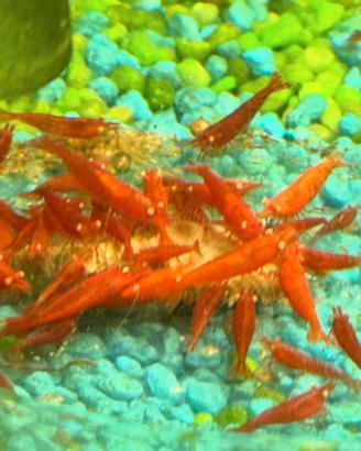 Neo Caridine super red orange eyes