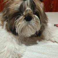Cuccioli shih-tzu