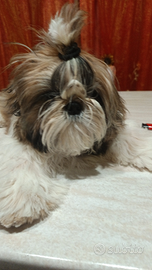 Cuccioli shih-tzu