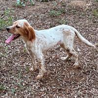 Setter inglese femmina