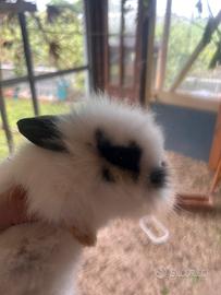 Coniglietto nano
