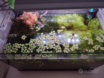 Potature e piante intere per acquario