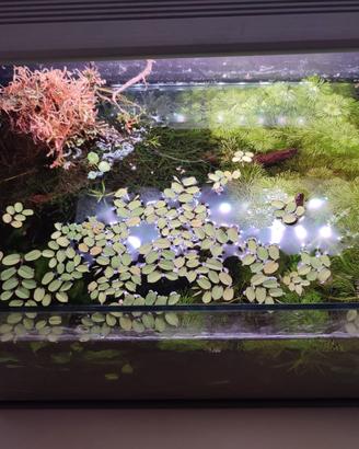 Potature e piante intere per acquario