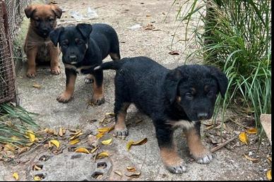  cuccioli incroccio pitbull e pastore tedesc