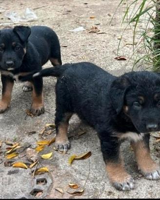  cuccioli incroccio pitbull e pastore tedesc