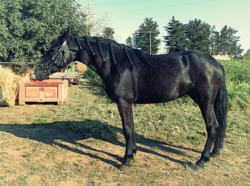 Cavallo Fattrice Murgese