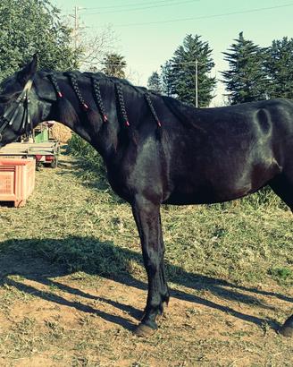 Cavallo Fattrice Murgese