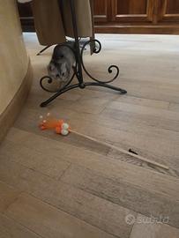 Vendita gattni