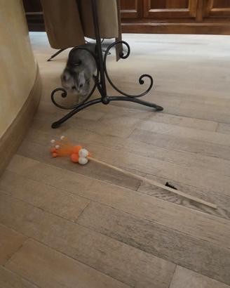 Vendita gattni