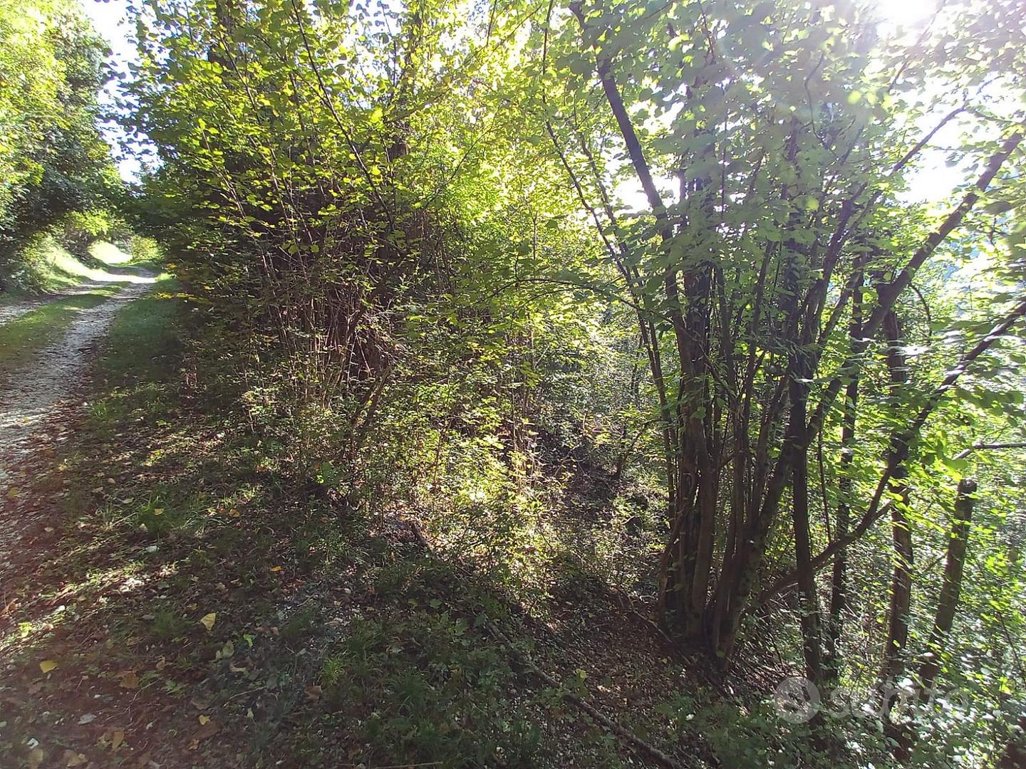 Terreni prato arborato e bosco ceduo - Vista 3