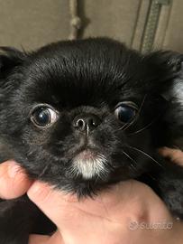 Chihuahua mini mini mini