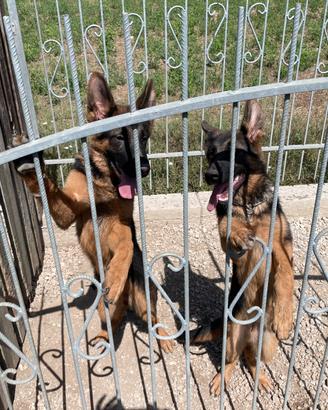 Pastore tedesco Cuccioli di 4 mesi