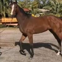 Cavalla P.s.i. 4 anni