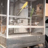 Parrocchetti dal collare