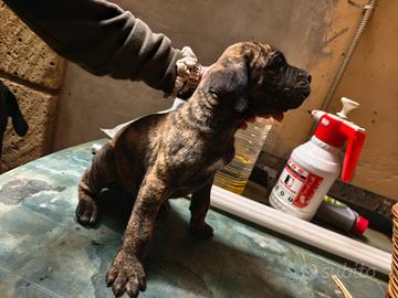 Cuccioli di cane corso