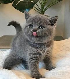 British Shorthair - Gattini Sani, Certificati e Pr