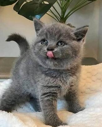 British Shorthair - Gattini Sani, Certificati e Pr