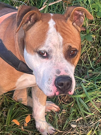 Amstaff splendido esemplare