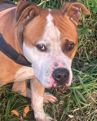 Amstaff splendido esemplare