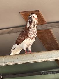 Colombe per matrimoni