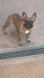 Cucciolo di bulldog francese con PEDIGREE ENCI